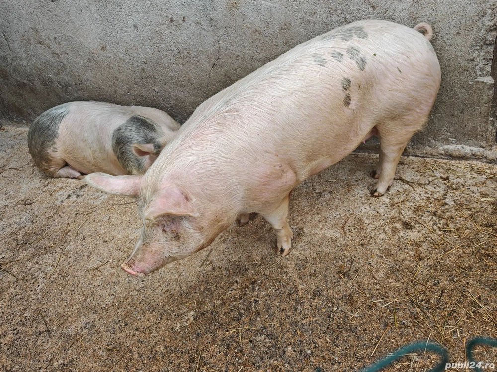 Porci de vanzare 130-160 kg 