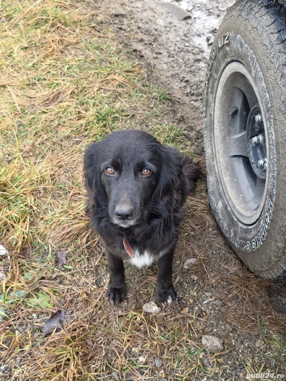 Donez catelusa metis jucăușă