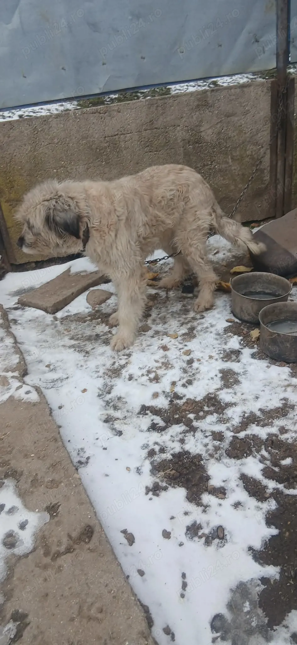 cîine de vinzare are catei in burta 