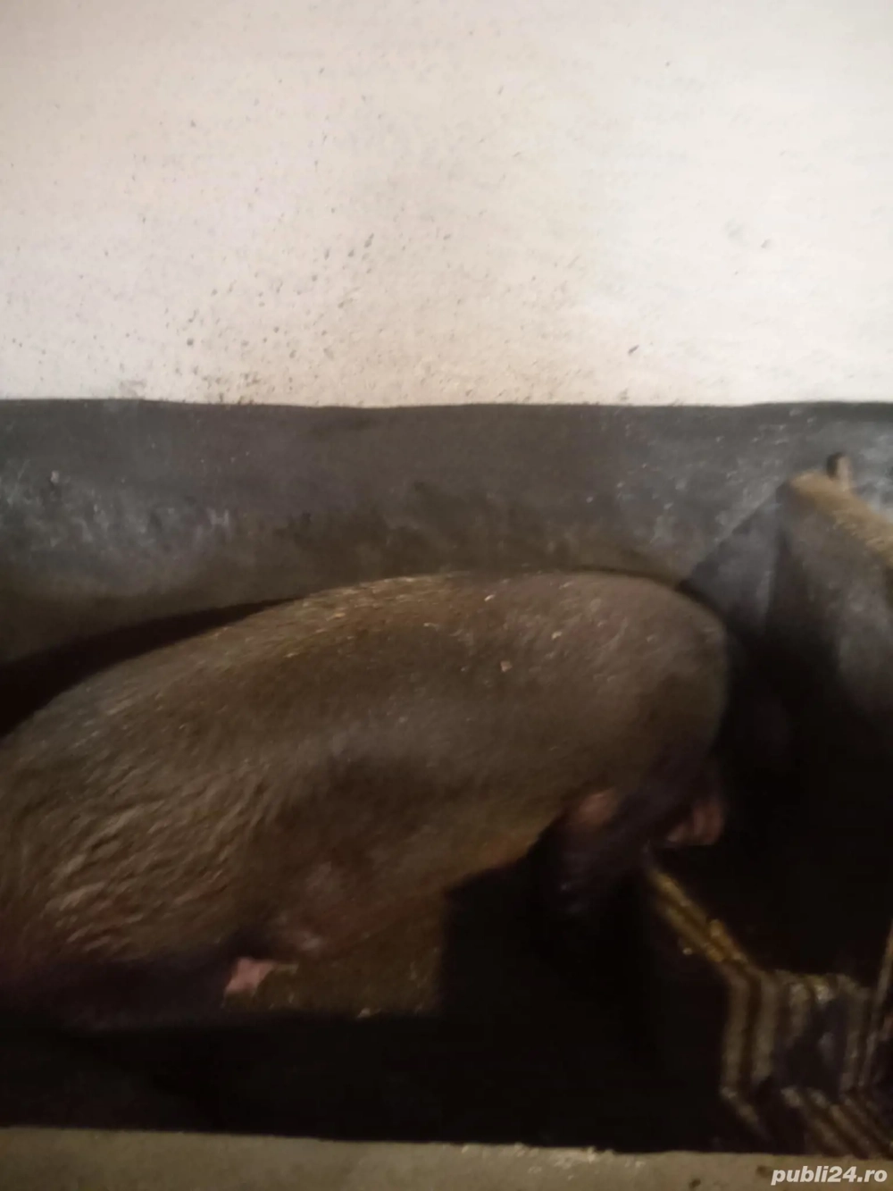 Vând scroafa pentru taiere