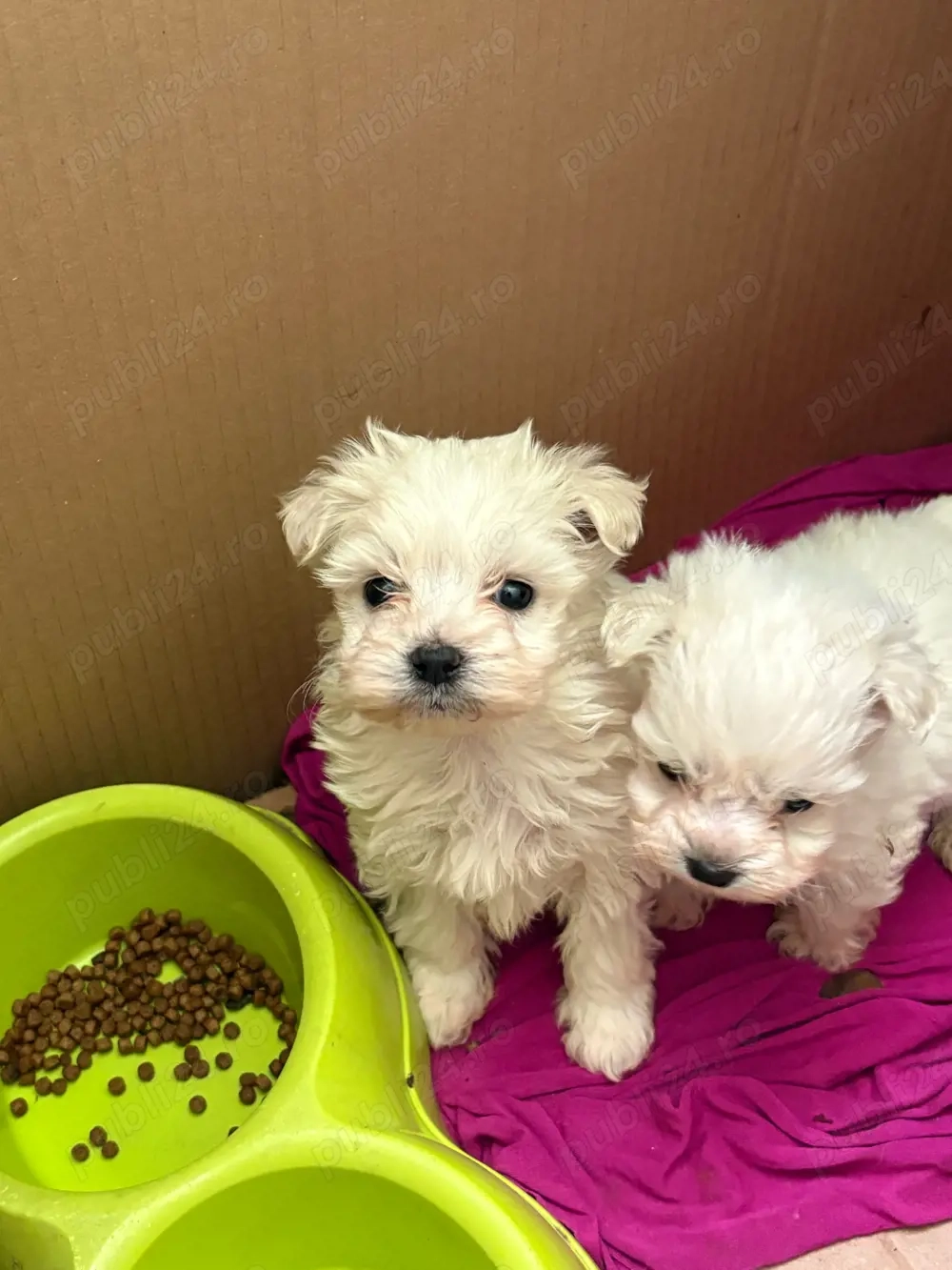 Bichon Maltez Mascul 