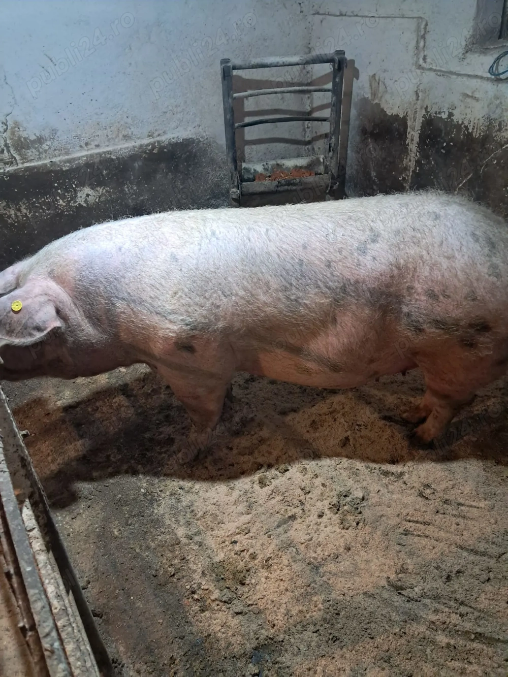 Vand 3 scroafe gestante