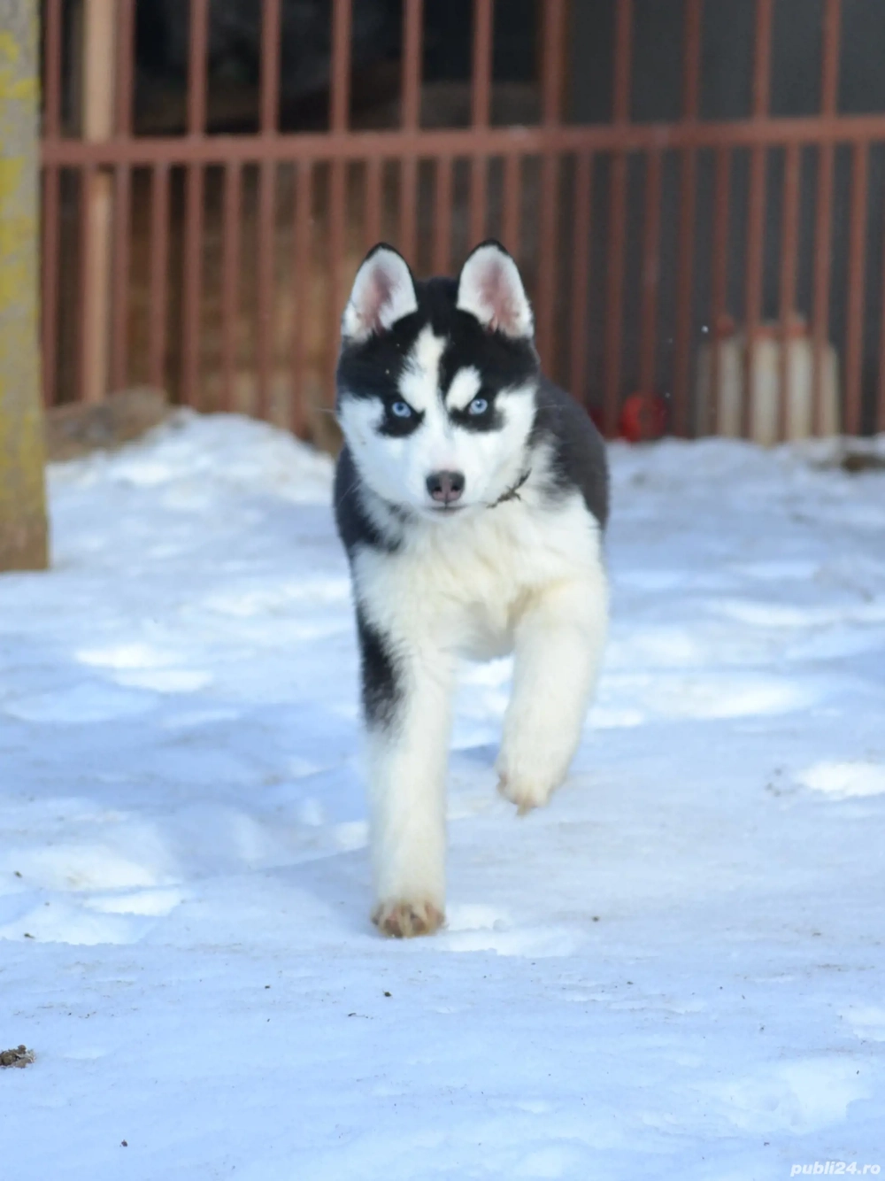 Husky Siberian cu pedigree 