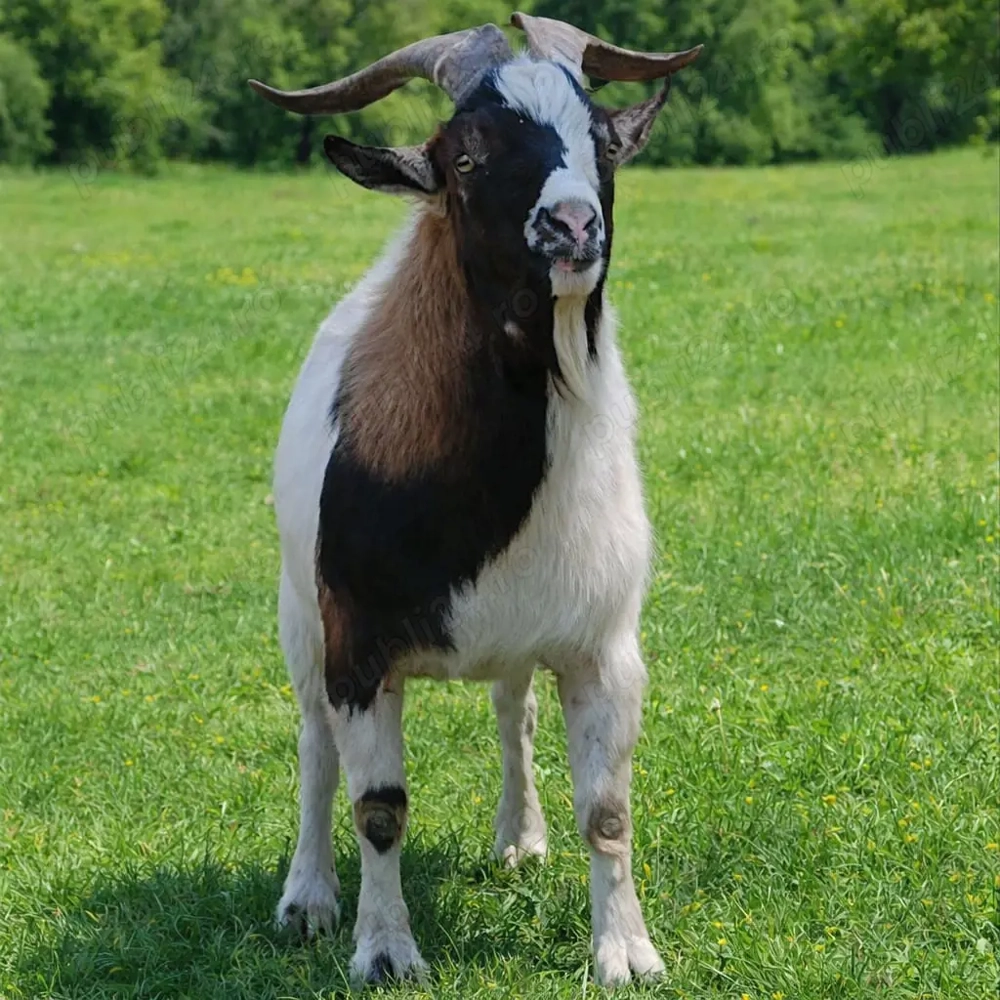 SUPER OFERTA! Mini caprite  companie  terapie  copii  capre pitice