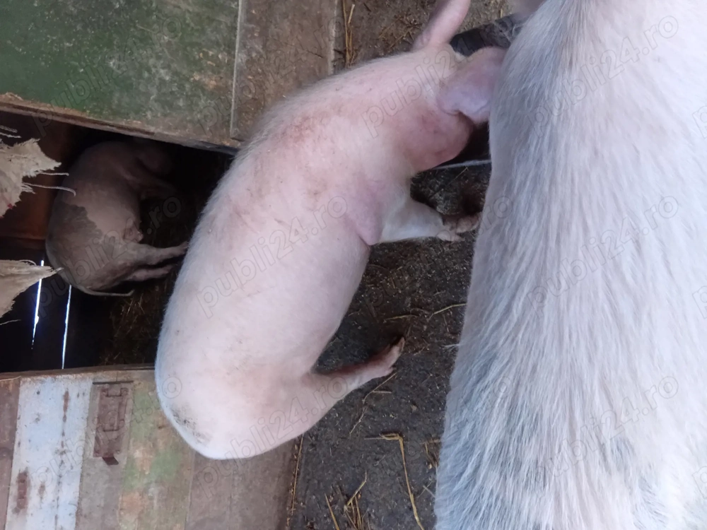 Porci de vanzare de 70 80 de kg