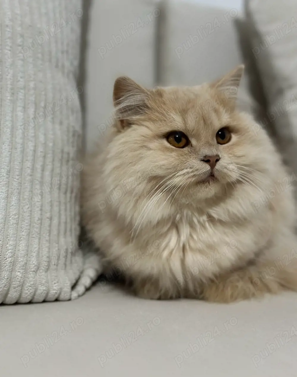 British longhair motan