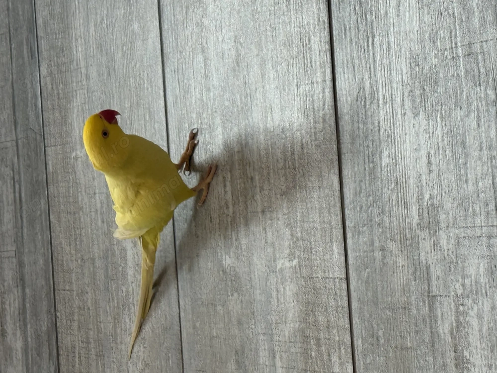 Micul Alexander în vârstă de aproximativ 1,5ani  își caută altă căsuță!