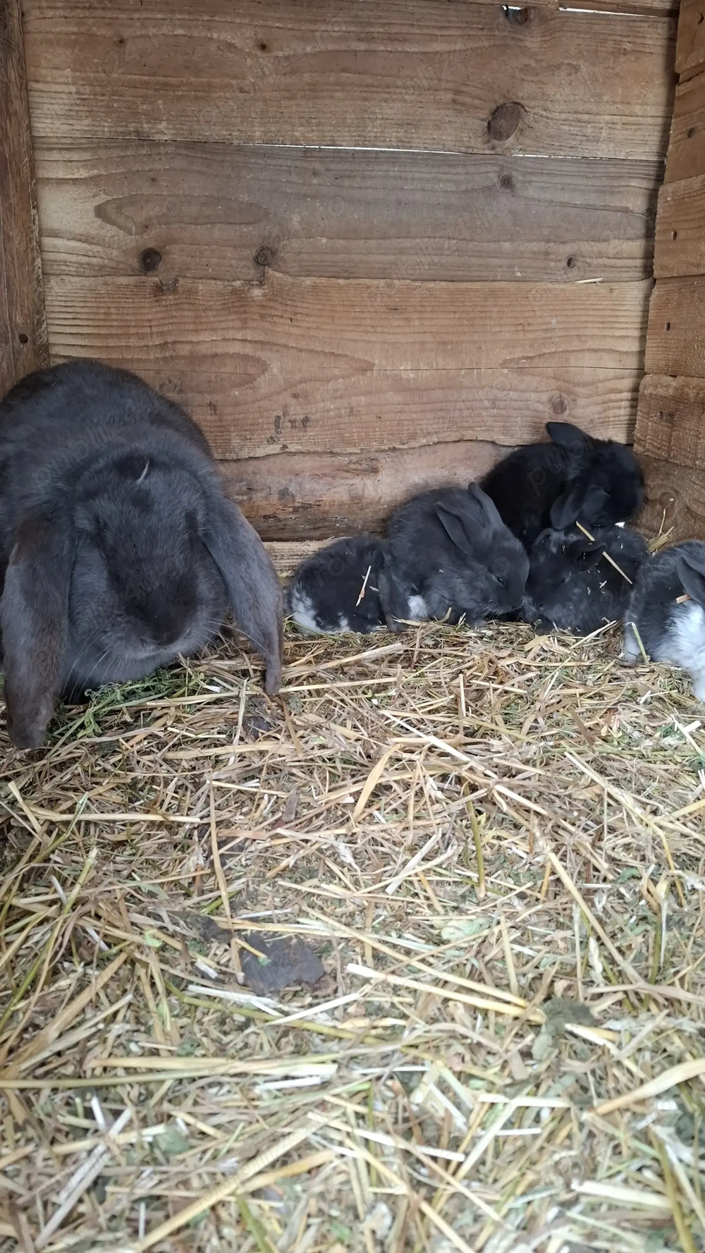 Vând iepuroaică cu puiuți berbec german 