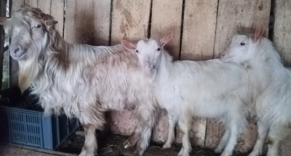 Tapi Saanen tineri  Arges !