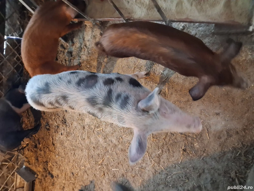 Vind purcea de 6 luni pt.reproductie pret 900 llei si un soldanel  rosu oricare ,impreuna sau separa