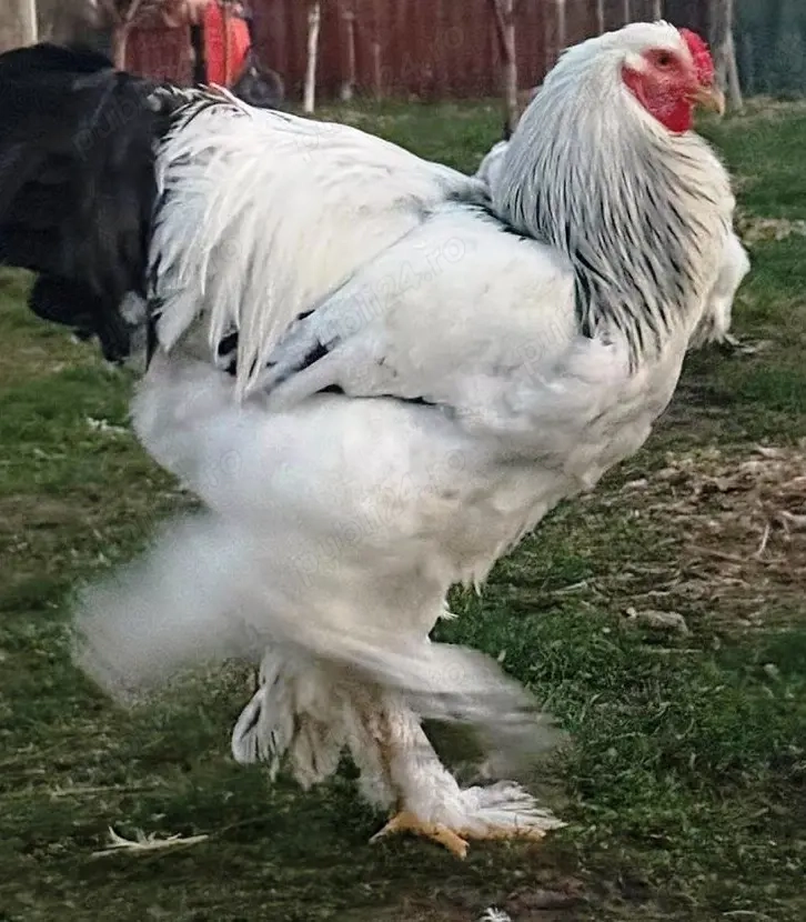 Vand oua incubat Brahma HD