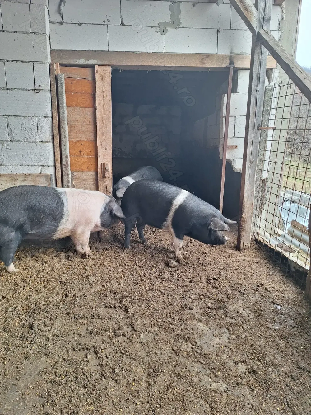 Porci rasa bazna 10 lei kg 