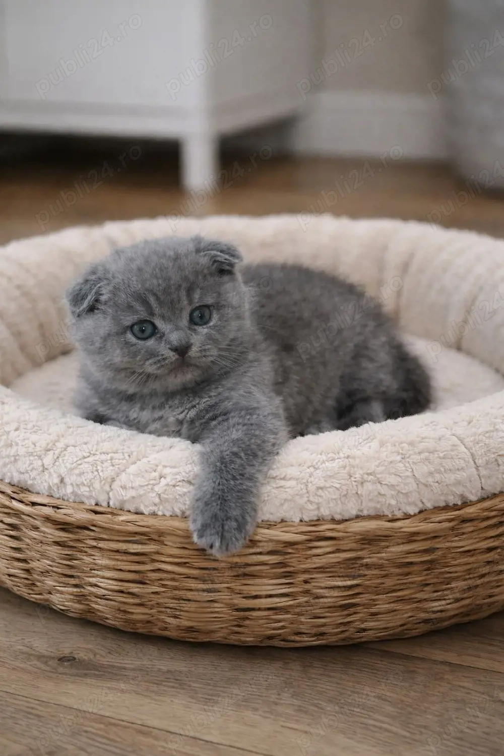 Puiuț Scottish Fold blue 
