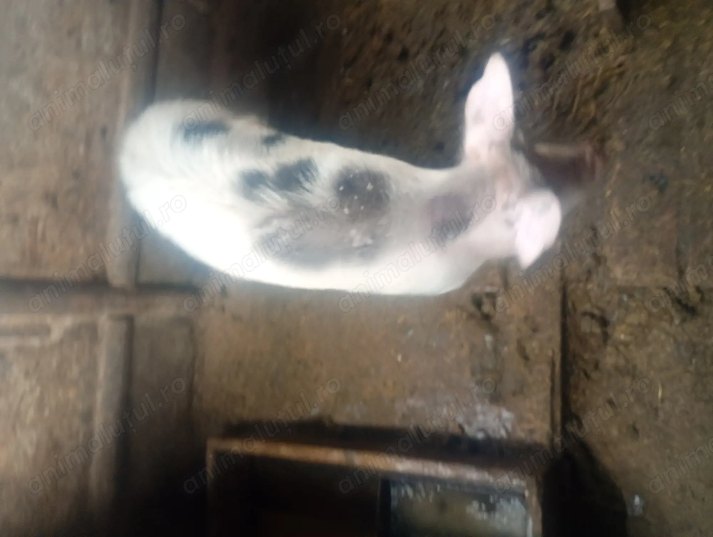 Vad doi vieruti de aproximativ 45 ,50kg