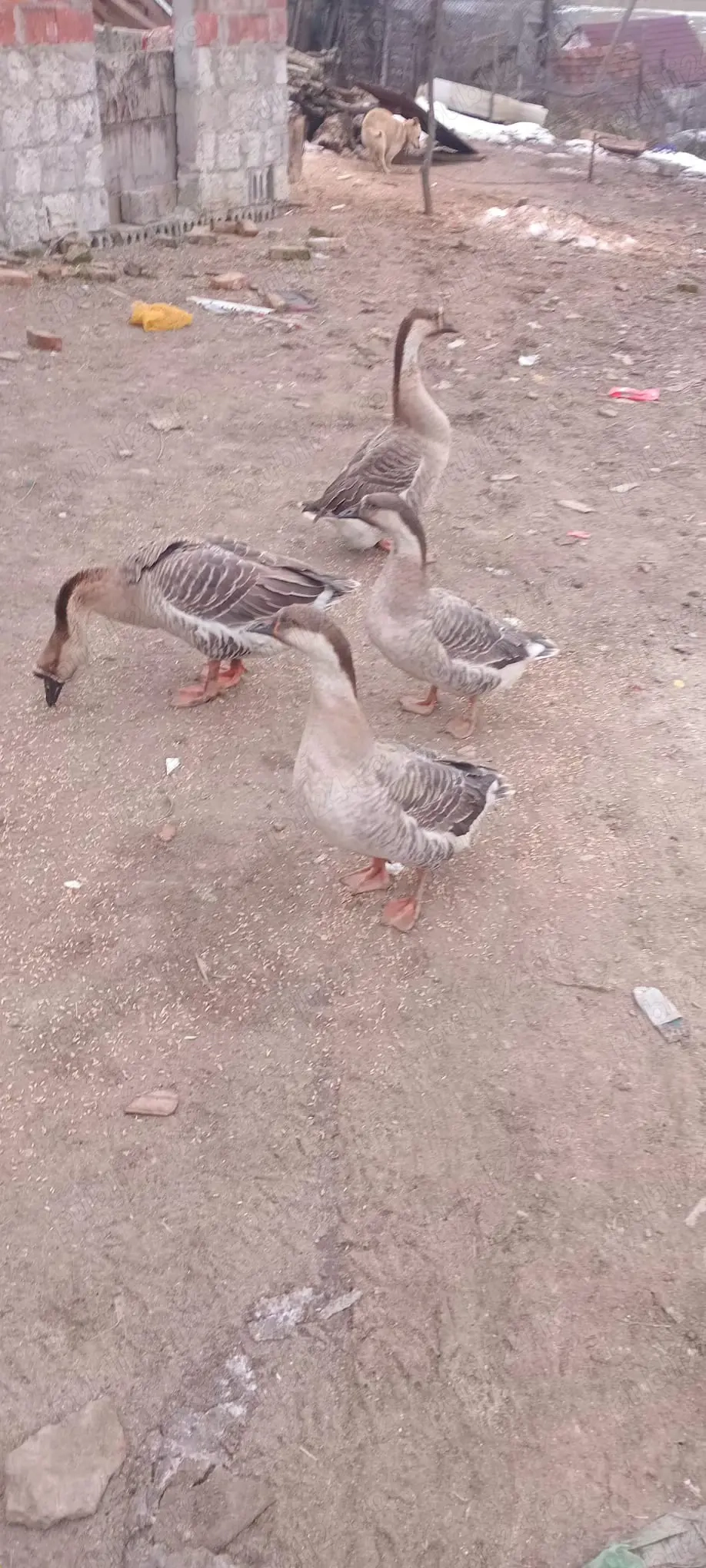 vând 4 gaste 500 de lei