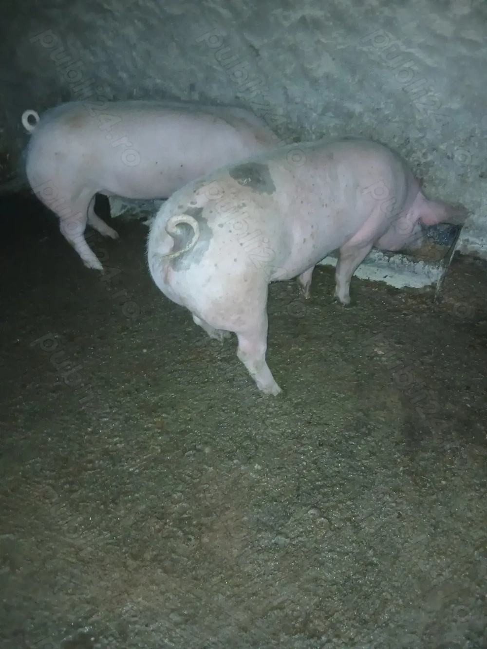 De vânzare porci 