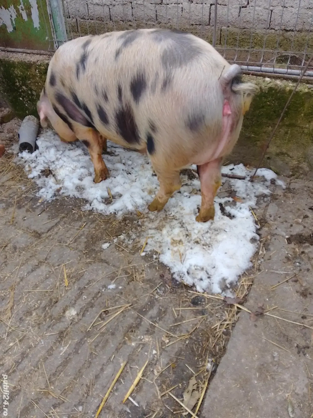 Scrufita gestanta de vânzare 