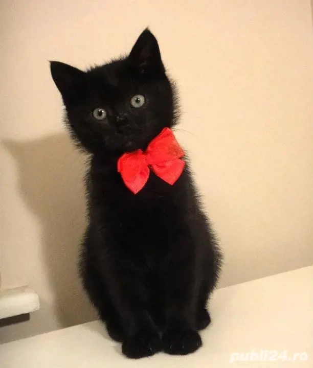 British Shorthair Bleack