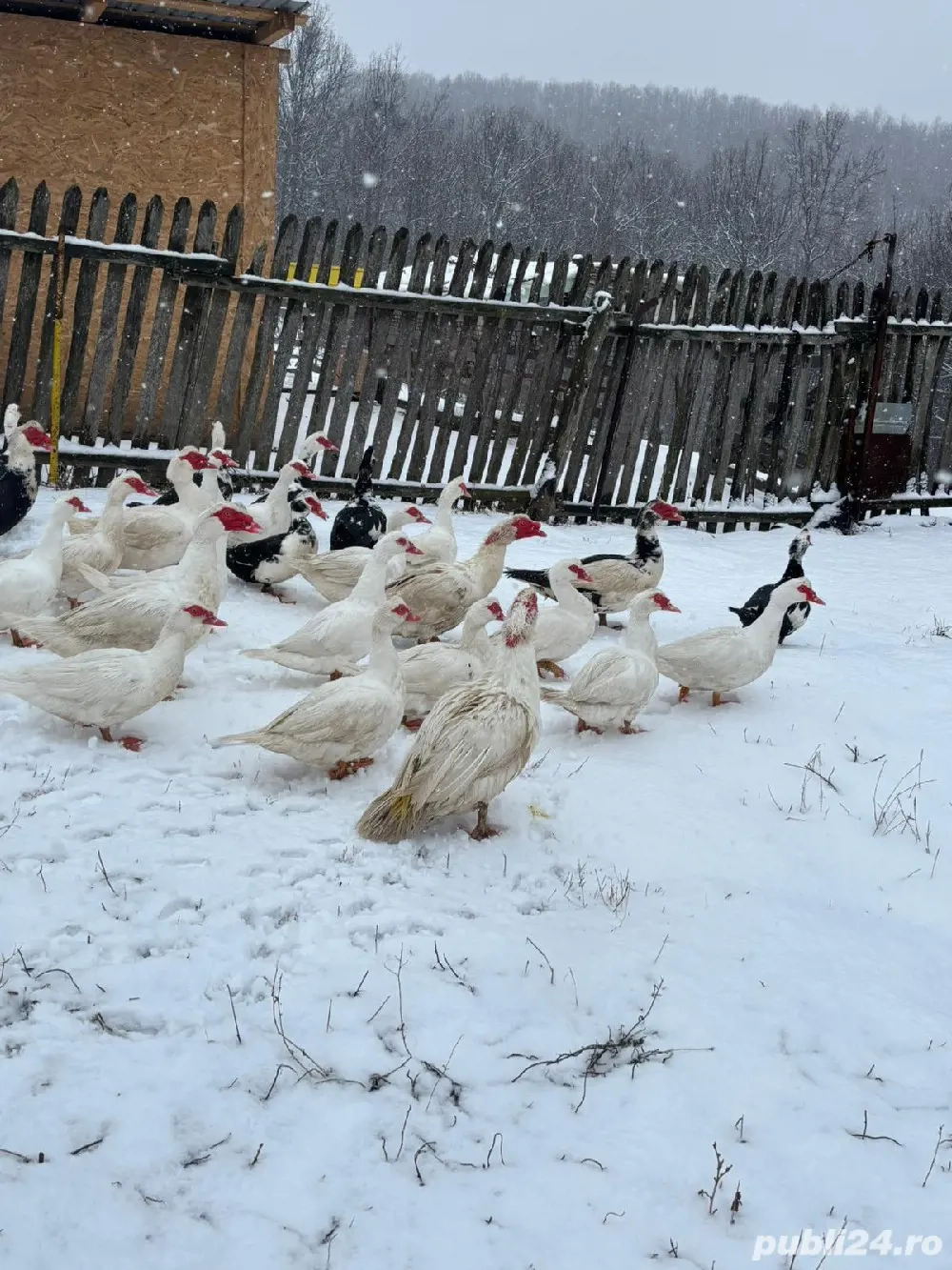 Vând rațe leșești mute 