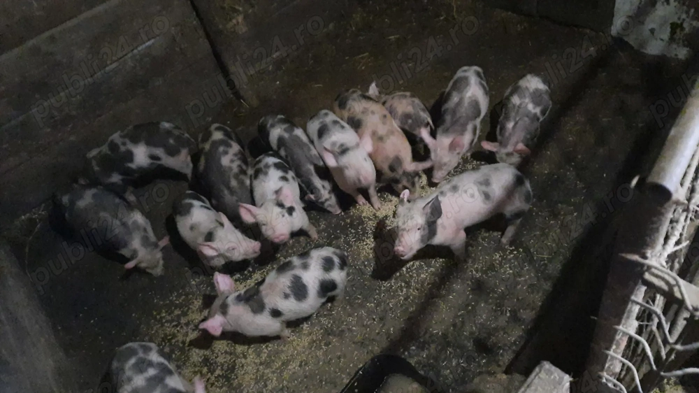 purcei de vanzare 450 negociabil 