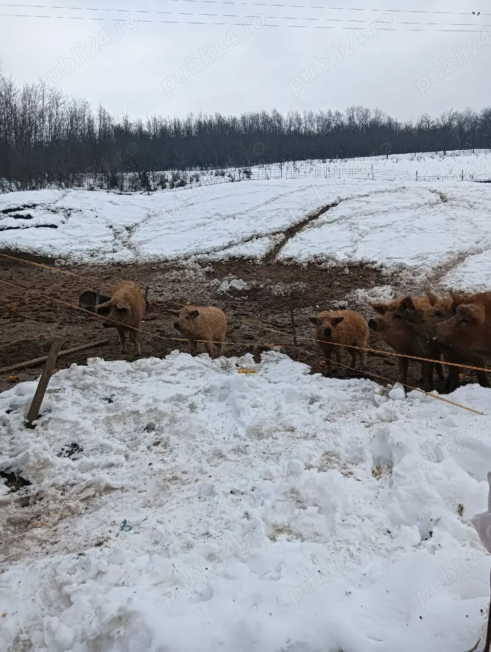 trei scrofițe mangalița 