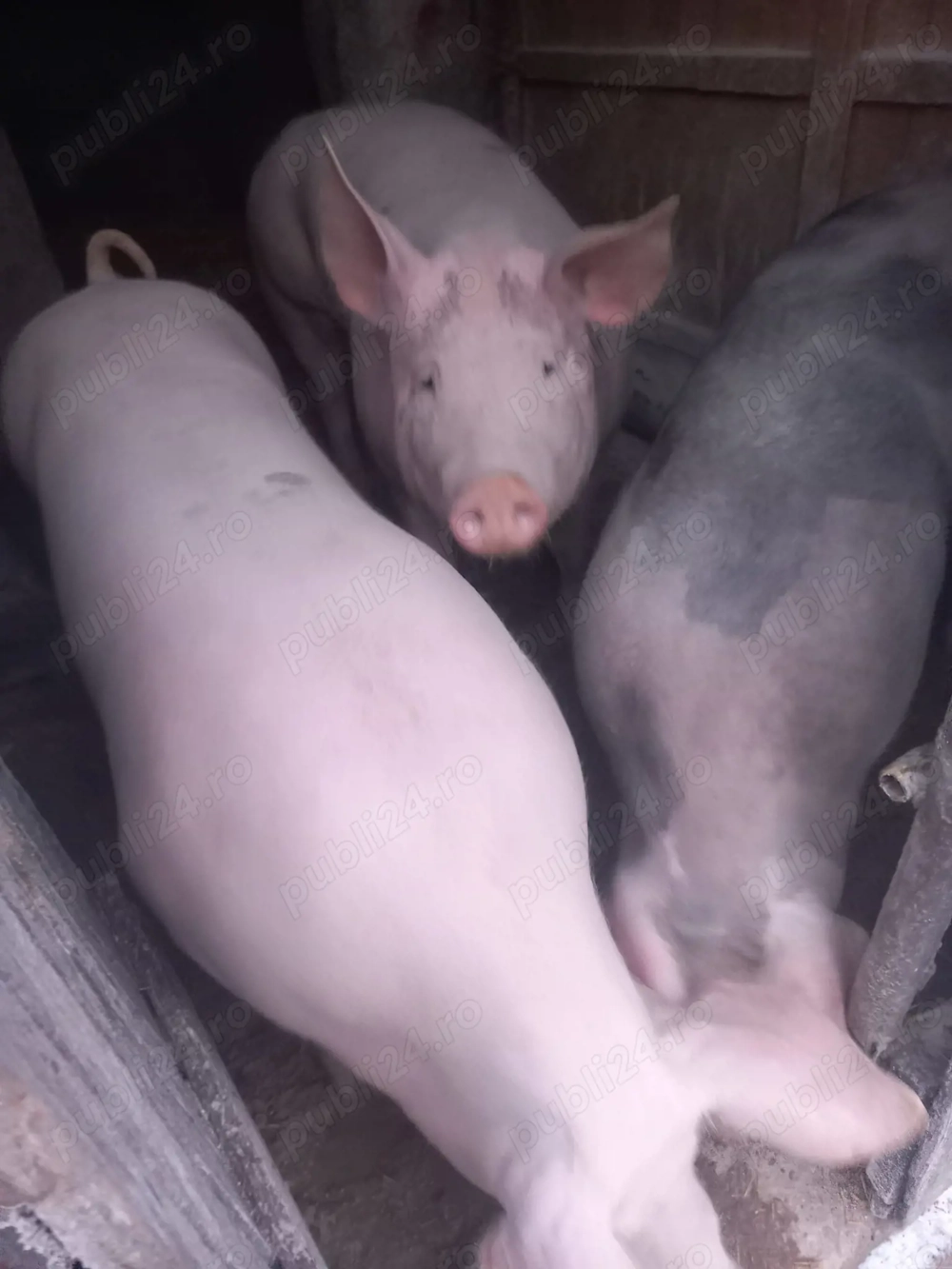 Porci de vanzare 120-150kg