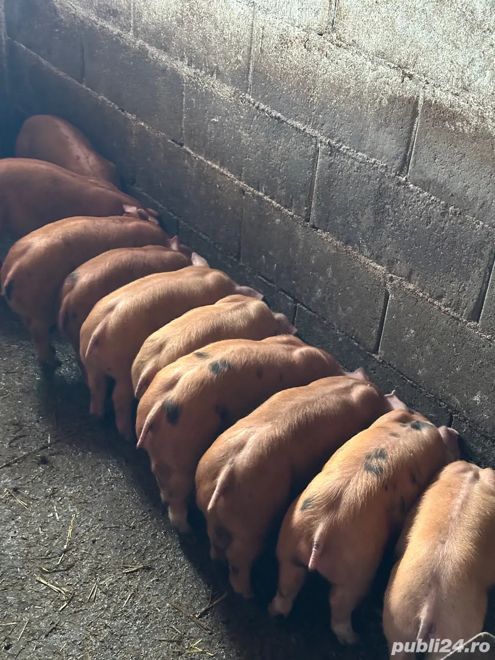 Purcei rasa de carne Duroc x Pietrain 