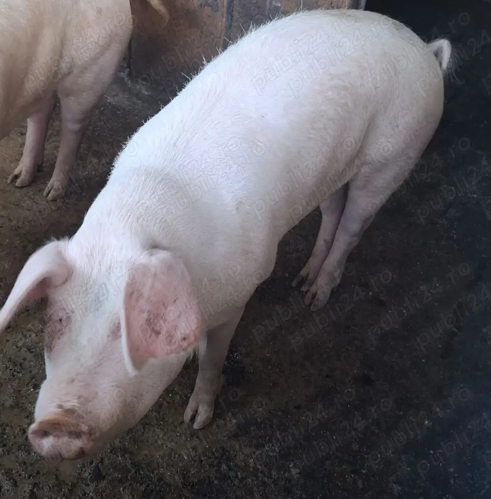 Vand porc gras 130-140 kg 