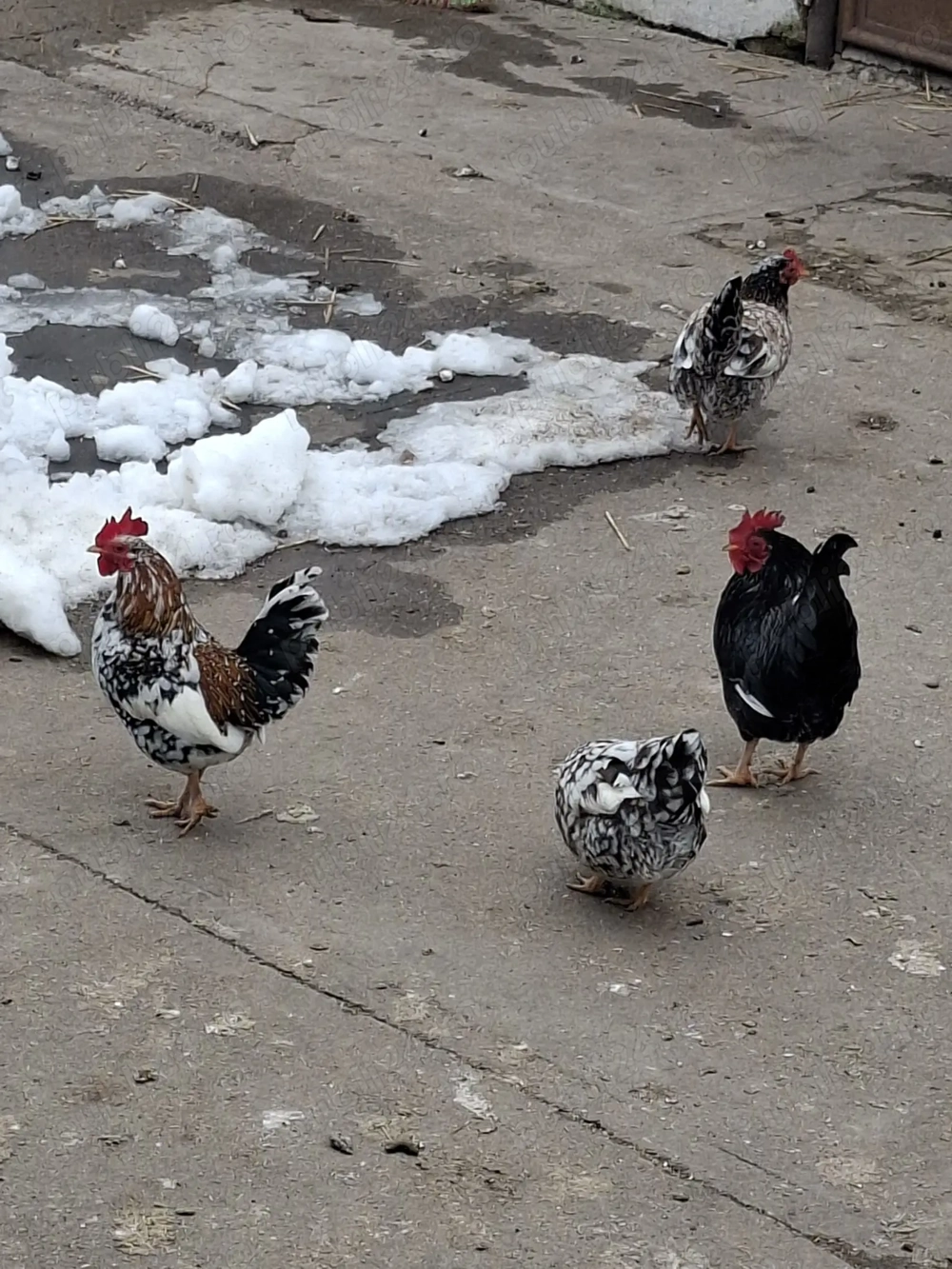 Vand cocosi pitici americani !