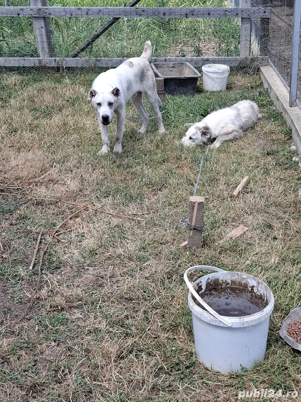mascul kangal  ciobănesc femelă