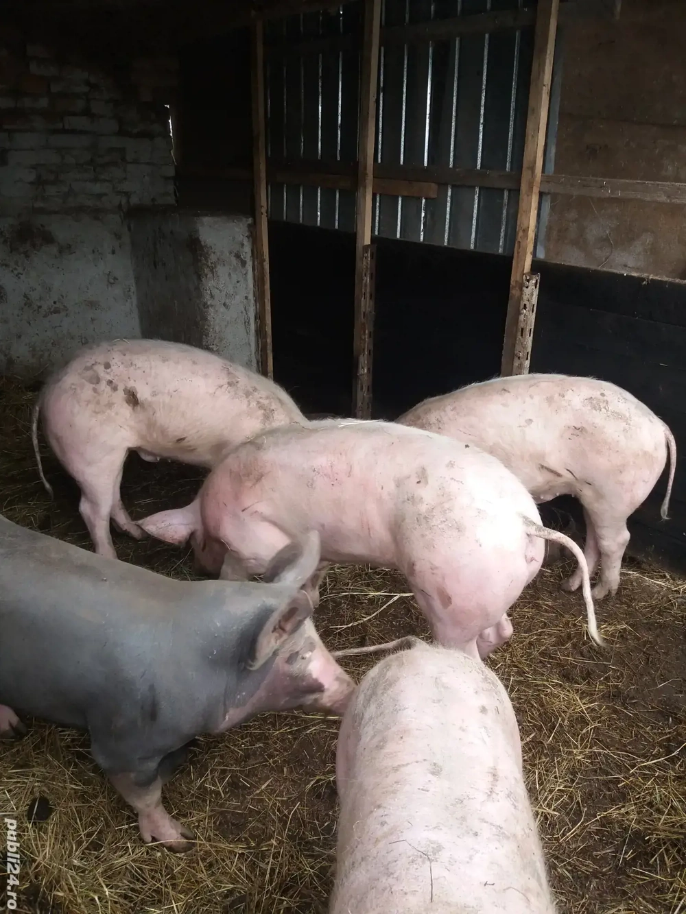 Porci 60 80kg pietrean si scroafa 300 kg gestanta