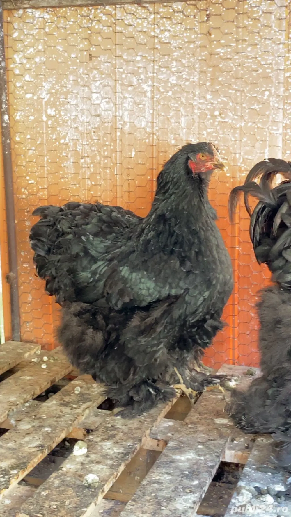 Găină Cochinchina negru 