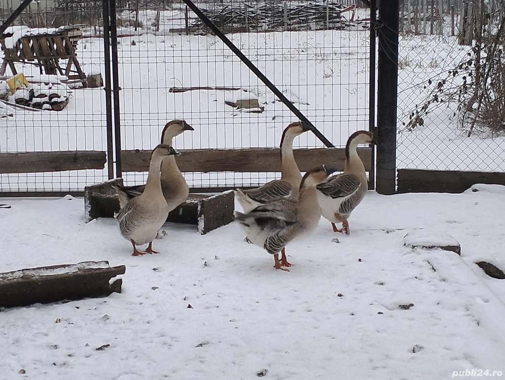 Gâște americane ouătoare 
