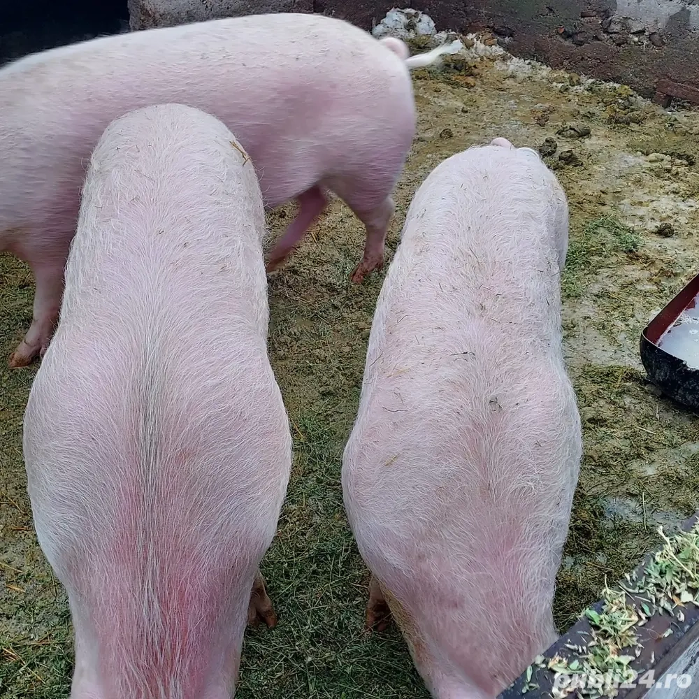 Vand Porci Marele Alb 10 lei kg 