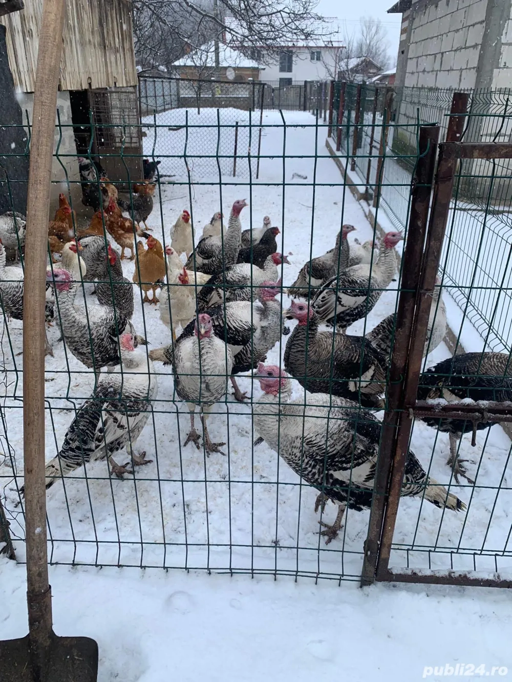 Curcani și curci de vânzare!