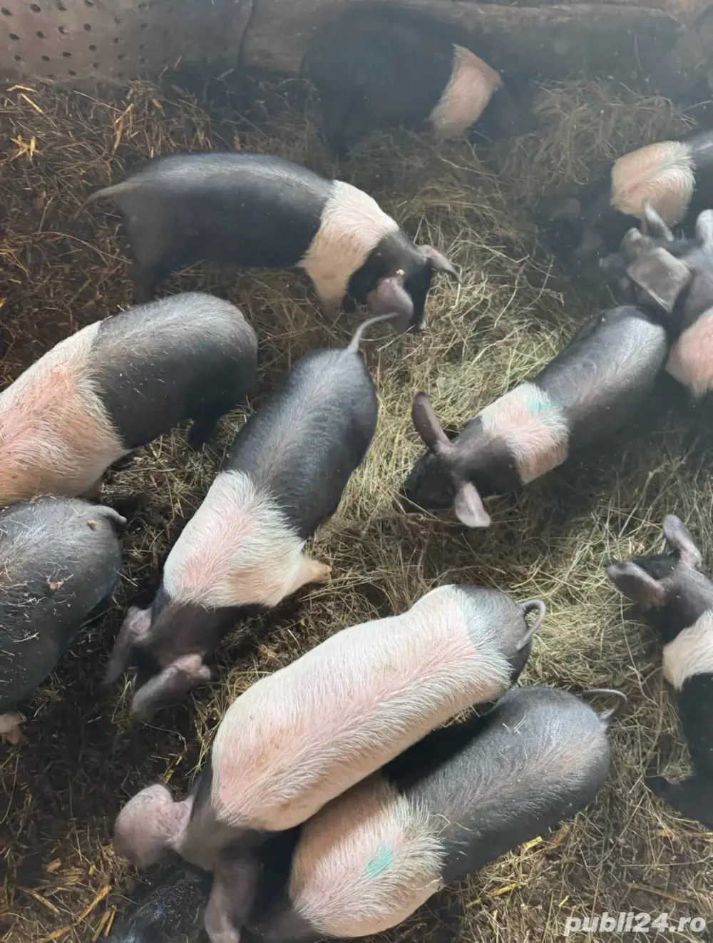 purcei bazna de vanzare 