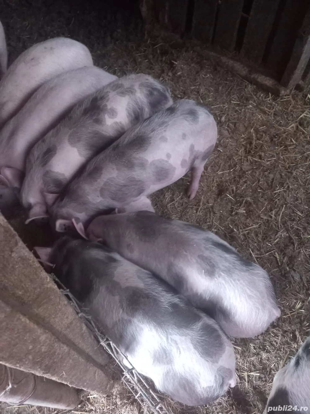 De vânzare purcei Pietrani 25-30kg