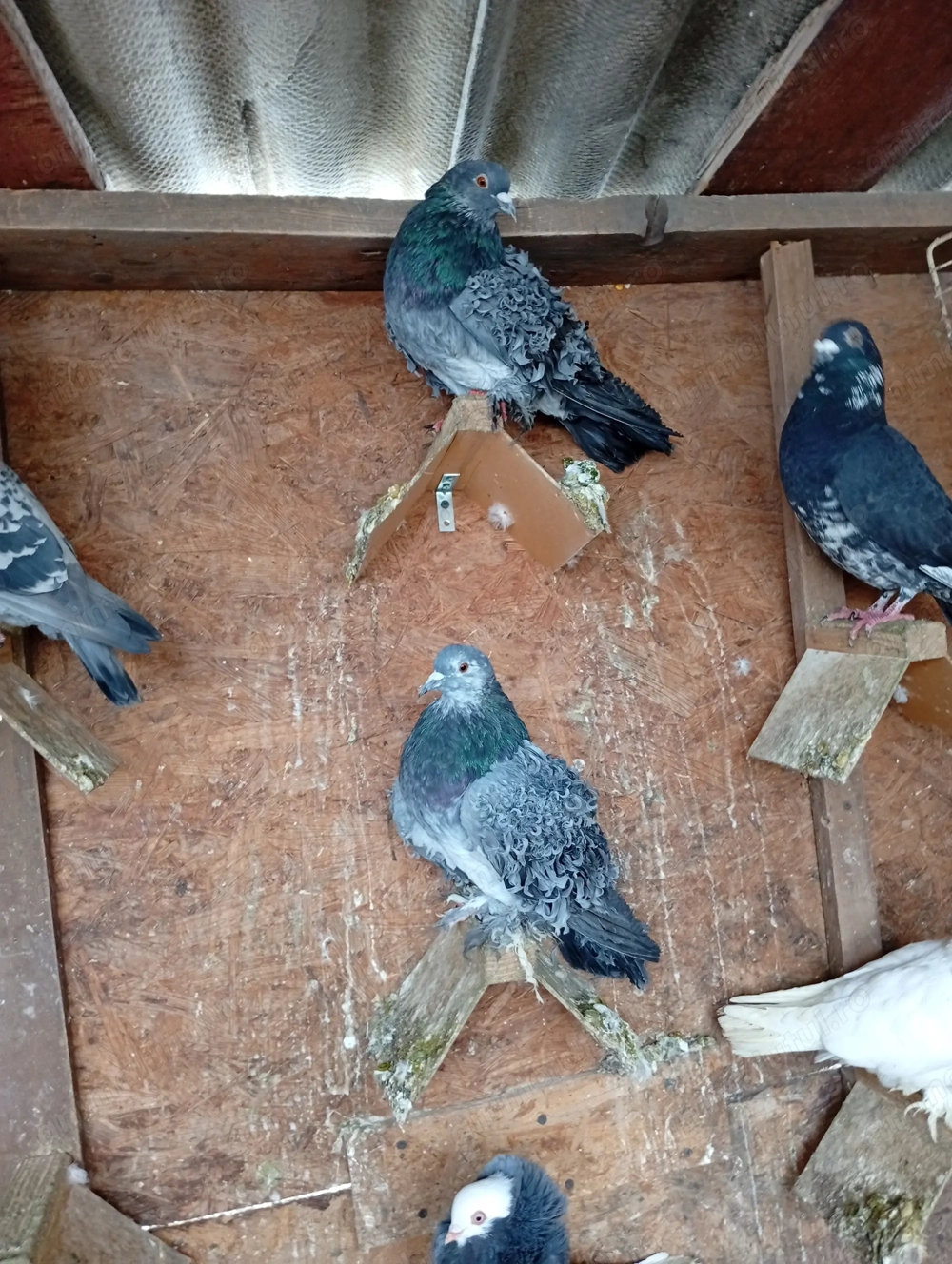 Porumbei ornament : creti , jucator de botosani , voiajori  