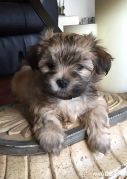 Bichon havanez 450 lei