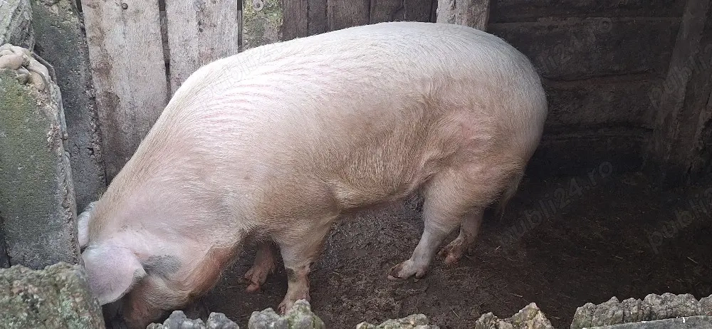 Porc de vanzare