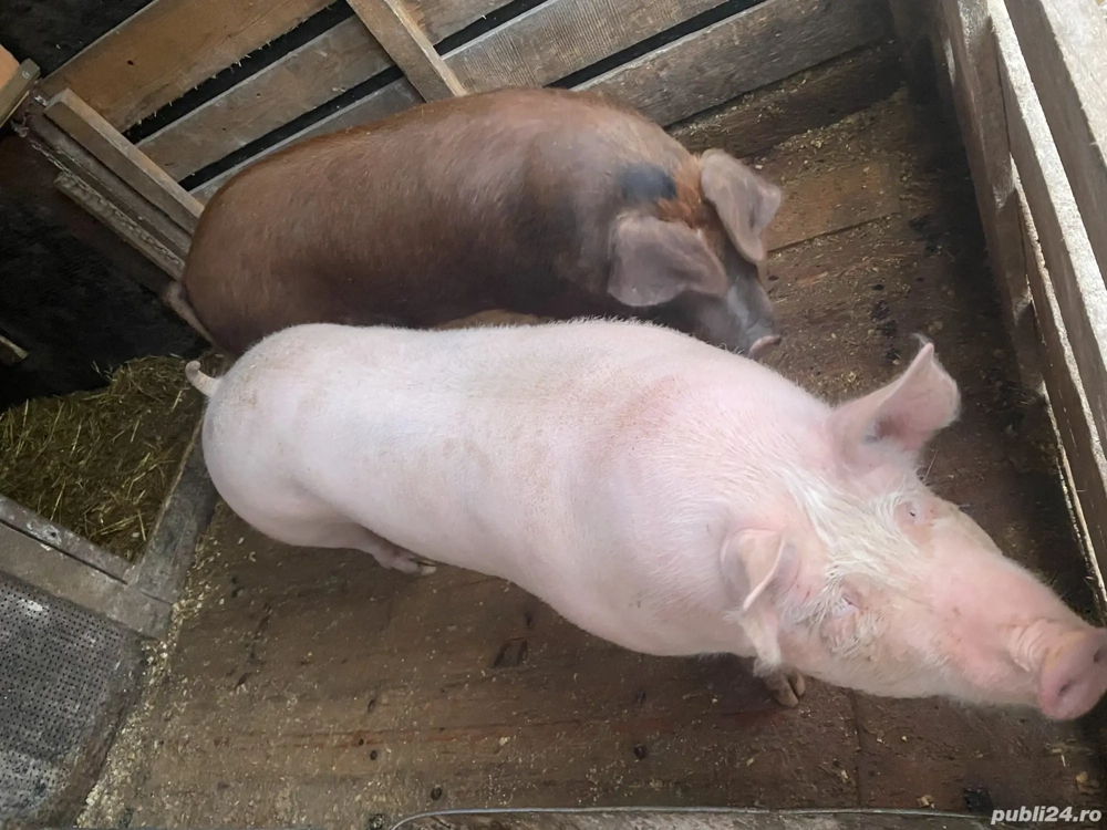 Vând 2 purcele 120-150kg