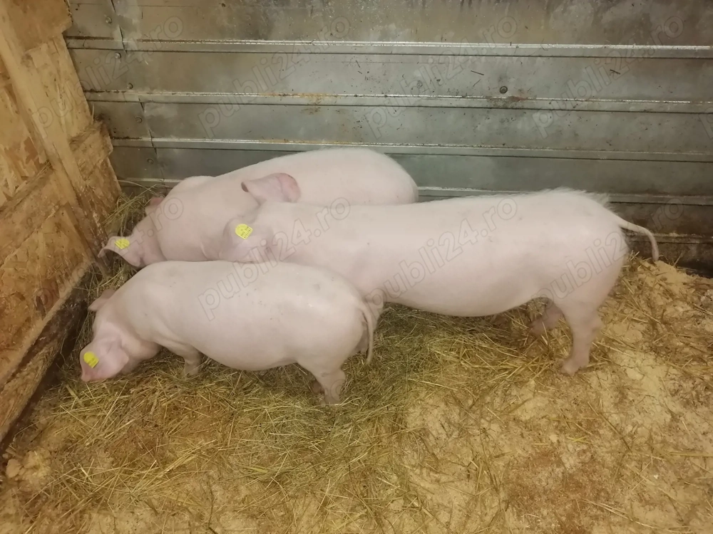 Purcei de vânzare 
