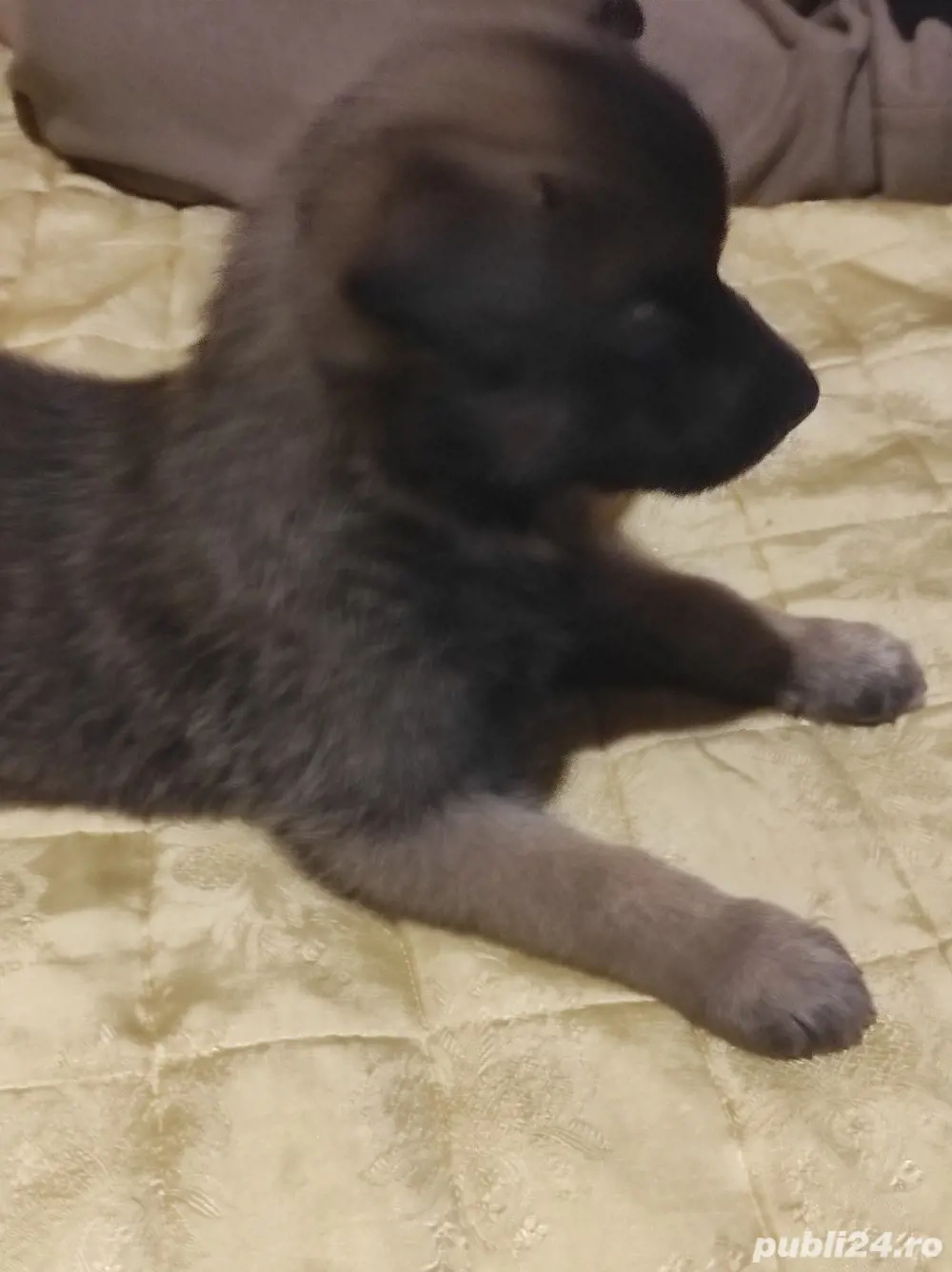 disponibil căței malinois de 7 săptămâni 