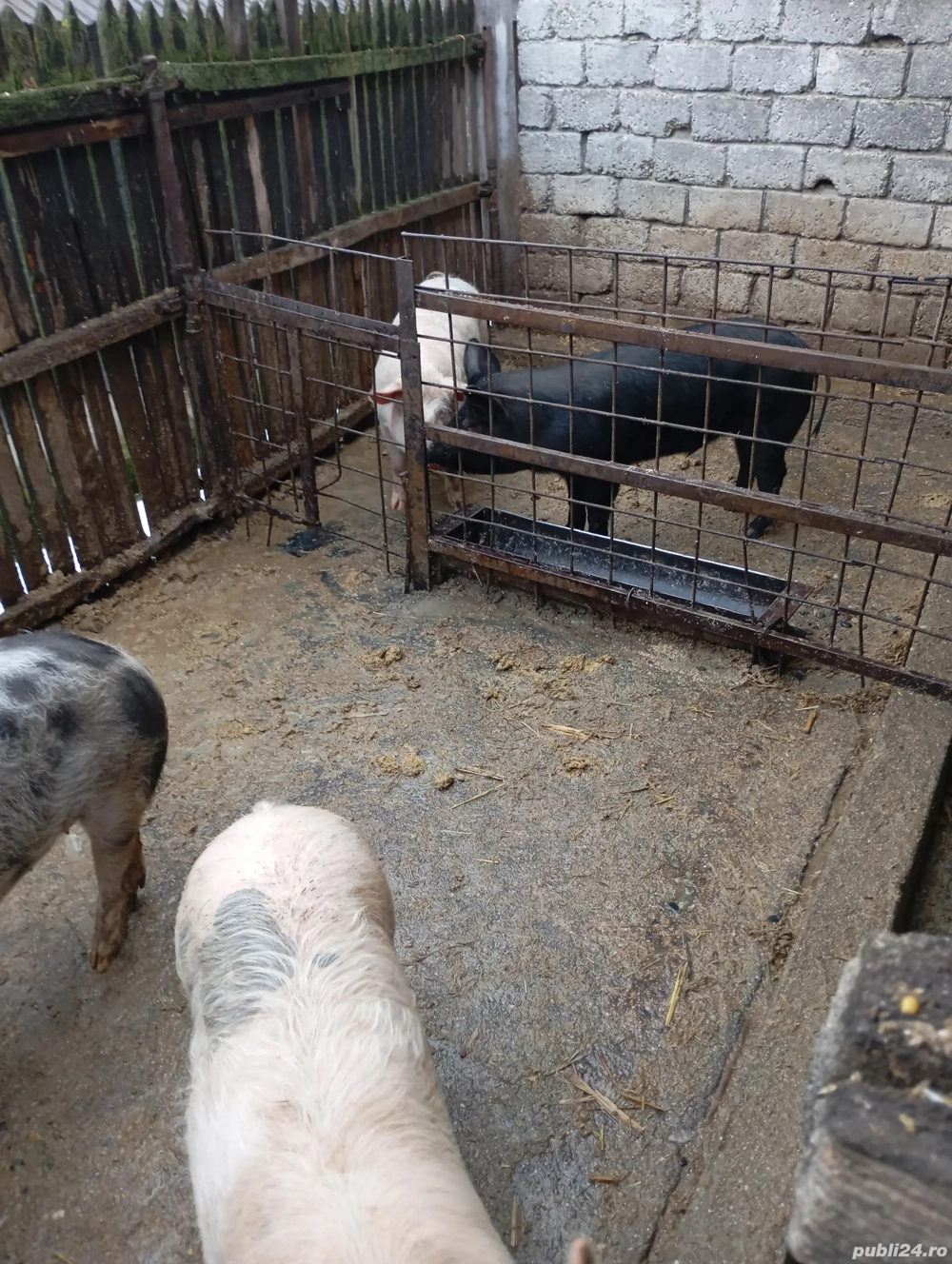 Grăsini de vînzare