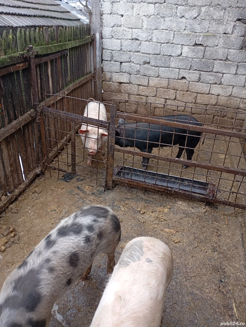 De vînzare 2 perechi șoldani masculii sunt castrați 