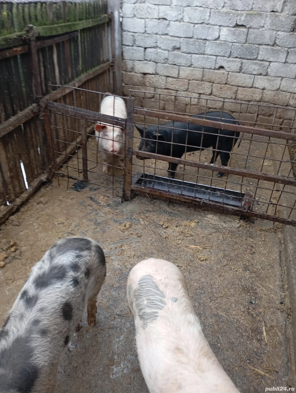 Grăsuni 50 kg 