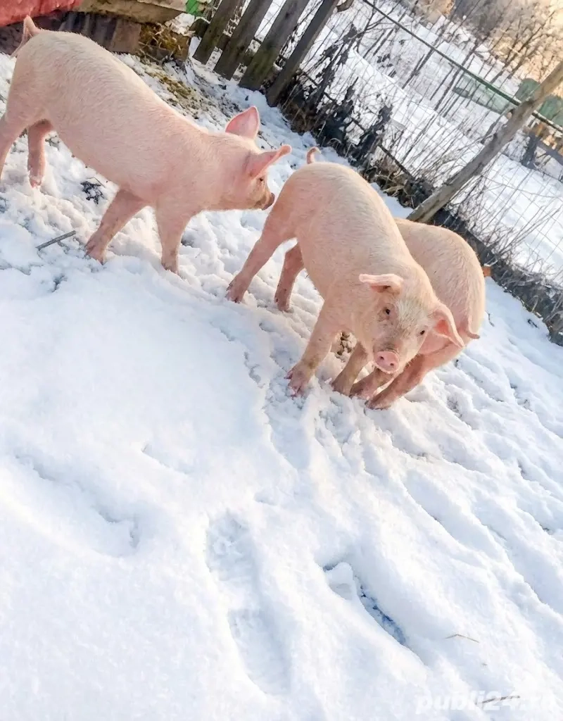 Vând Purcei Pietrain și Landrace