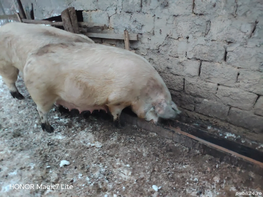 Vand scroafa gestanta