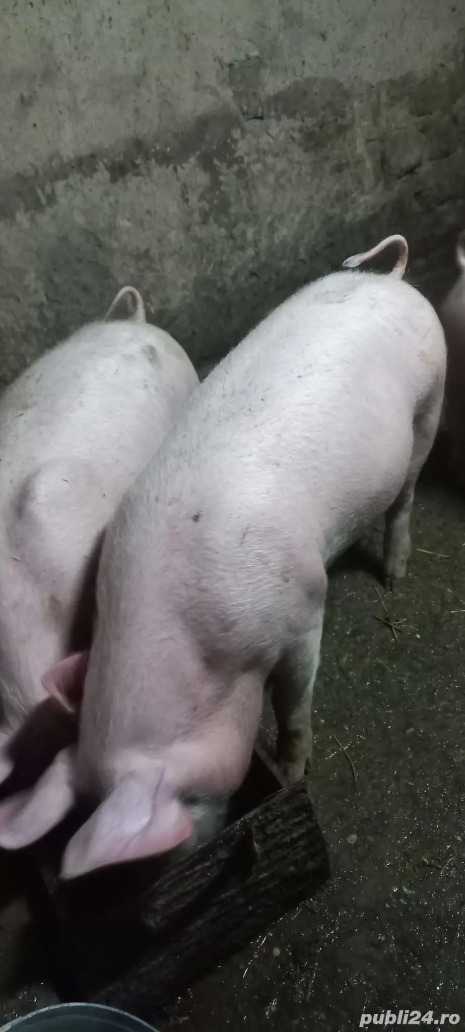  Purcei Rasa Marele Alb x Pietrain 35 - 40 Kg Com Lița o733345270 