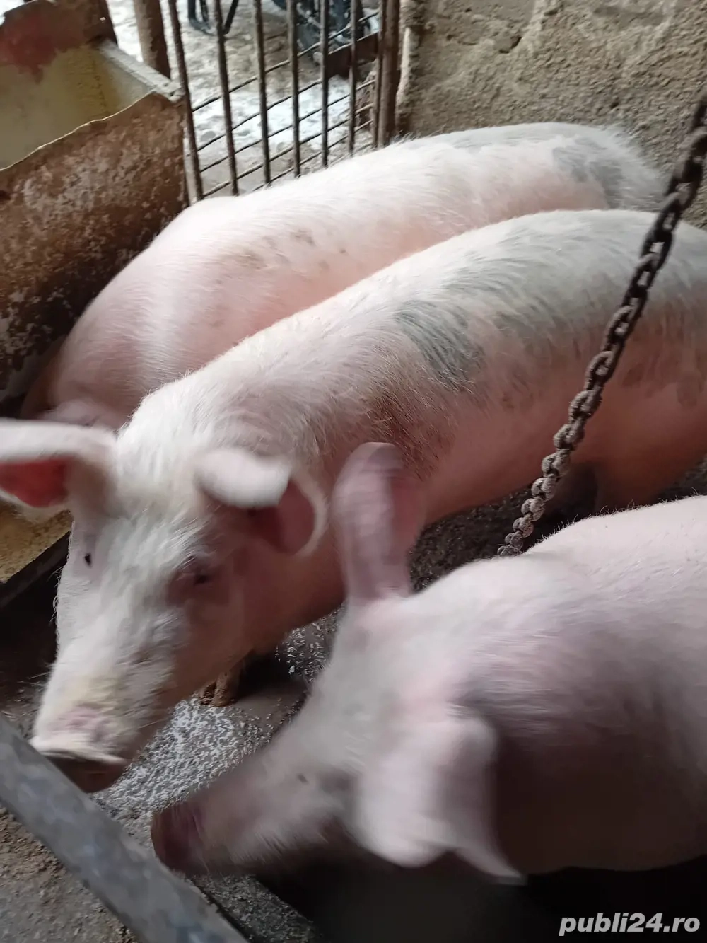 Porci marele alb si pic, 60-110 kg
